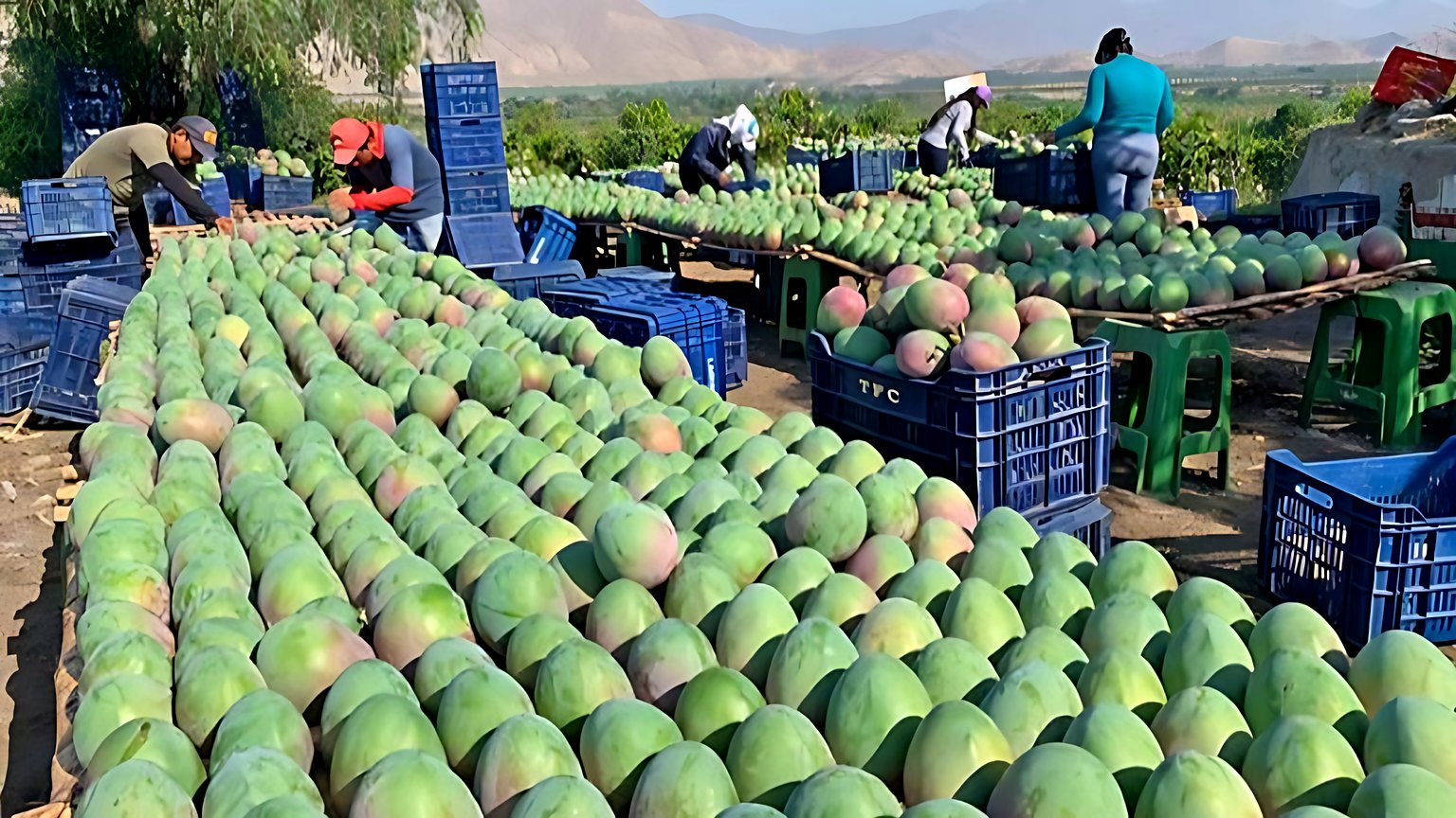 Mango recién cosechado, seleccionado y acopiado en campo