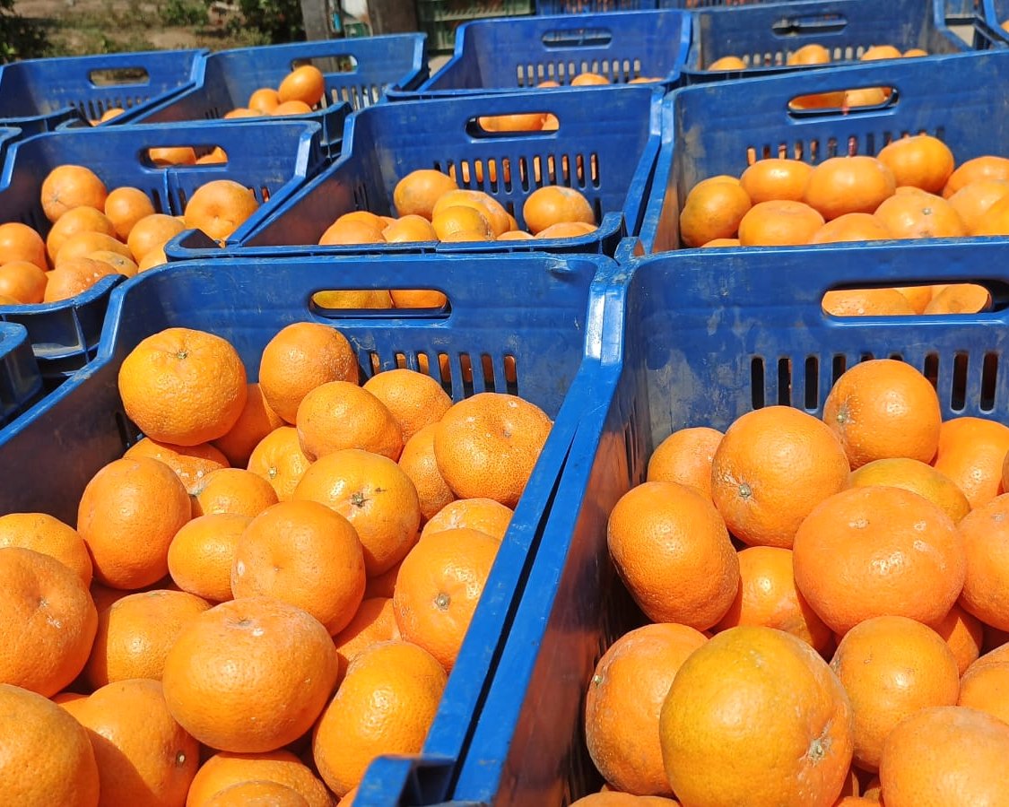 Mandarinas seleccionadas en jabas, listas para despacho